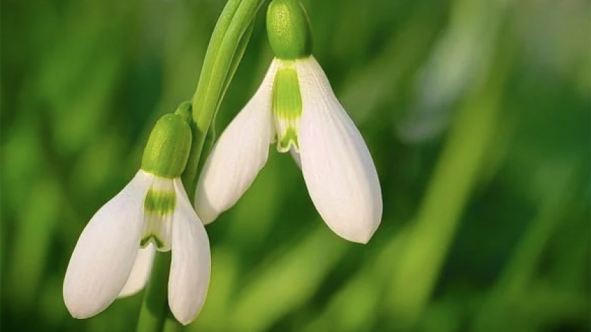 Lente in huis met bloemen en vazen | Natuurlijke voorjaarssfeer